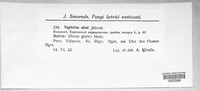 Taphrina ulmi image